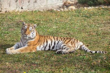 Wild siberian tiger is lying on a autumn meadow and looking at the camera. Panthera tigris tigris.