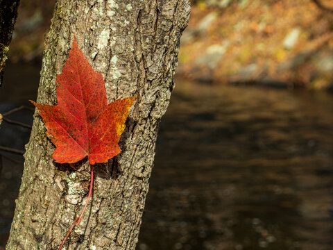 red maple leaf against tree trunk