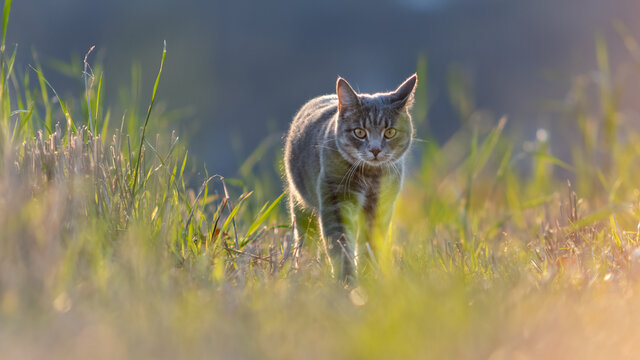 Housecat in the grass during golden hour