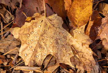 Beautiful Autumn leaves with waterdrops' from a heavy dew.