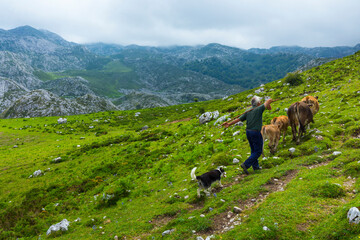 Fototapeta na wymiar Reintroduction project of Bearded Vulture in the Cantabrian Mountains , Picos de Europa National Park, Asturias, Spain, Europe
