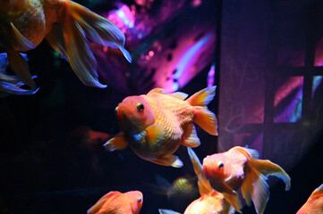 葛西臨海水族園 のテングダイ Wall Mural Wallpaper Murals Satou Y1