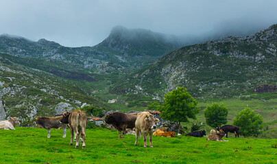 Fototapeta na wymiar Majada de Belbín, Picos de Europa National Park, Asturias, Spain, Europe