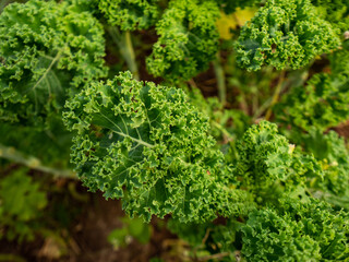 Curly kale grown in the natural garden. Selective focus.
