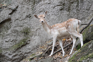 Naklejka na ściany i meble Isolated fallow deer female in the woods (Dama dama)