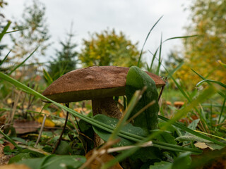 Close up of boletus in the natural environment. Fall time. Selective focus.
