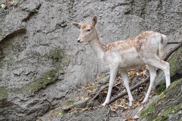 Naklejka na ściany i meble Isolated Fallow deer female at morning (Dama dama)