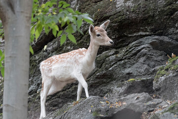 Fallow deer female in the forest (Dama dama)