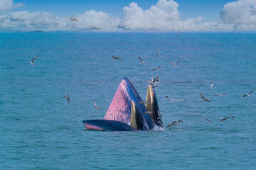 Naklejka premium The Bruda Whale group is diving in the sea at Bang Tabun, Petchaburi Province, one of the central provinces of Thailand.