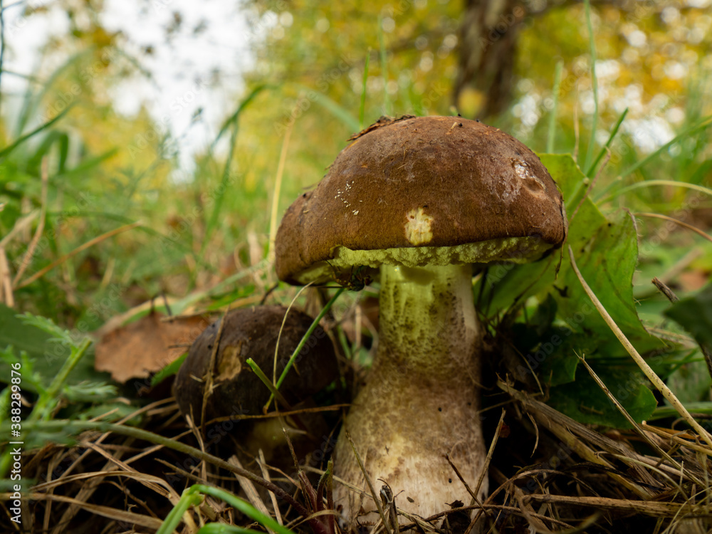 Wall mural Close up of two boletus in the natural environment. Fall time. Selective focus.