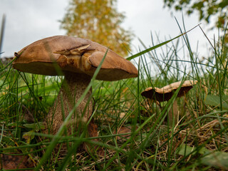 Close up of two boletus in the natural environment. Fall time. Selective focus.