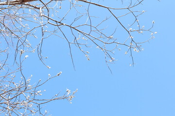 trees in spring against a blue sky