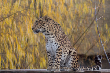 Wild leopard is sitting on a background of beautiful autumn trees. Panthera pardus.