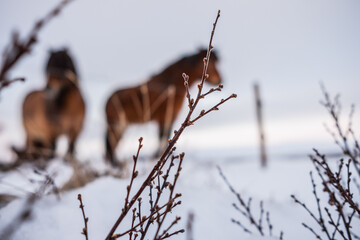 portrait of a horse in iceland