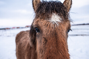 portrait of a horse in iceland