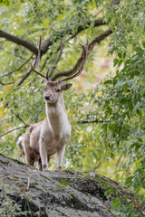 Naklejka premium Fallow deer male in the forest (Dama dama)
