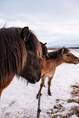 portrait of a horses in iceland