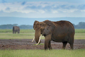 Fototapeta na wymiar African elephant (Loxodonta africana) standing on savanna, Amboseli national park, Kenya.
