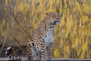 Wild leopard is sitting on a background of beautiful yellow trees. Panthera pardus.