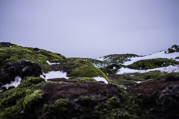 Frozen moss on rocks in iceland