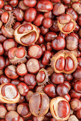 autumn still life with horse chestnuts on wooden background
