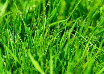 green grass background