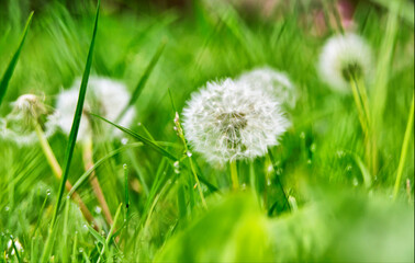 dandelion on grass