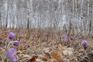 snowdrops bloom in spring