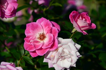ピンク系のばら