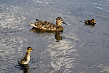 duck and ducklings