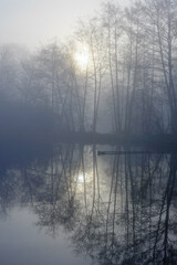 Fototapeta na wymiar Reflection of beautiful bare trees in forest on lake water in foggy day