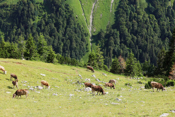 A herd of cows in Alpine mountains, Germany, Bavaria