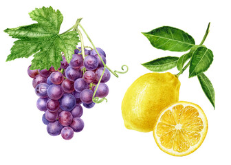 Grape bunch with leaf and lemon set watercolor illustration isolated on white background