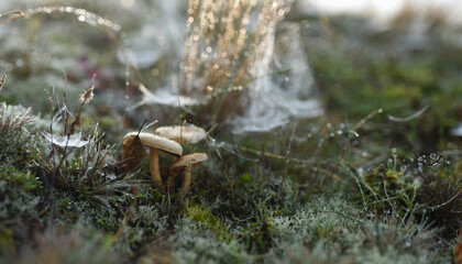 mushroom on grass morning