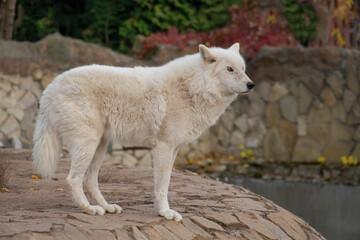 Naklejka na ściany i meble Wild polar wolf is standing on the gray rocks. Canis lupus arctos. Alaskan tundra wolf or white wolf.