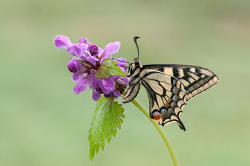 Wonderful butterfly Papilio machaon on the flower on a summer day