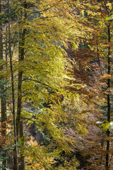 Herbstwald bei Hintergoldingen, Kanton St. Gallen, Schweiz