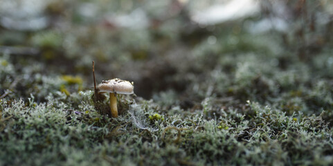 mushroom on grass