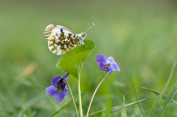 Butterfly Anthocharis cardamines on the forest violet in a  glade in early spring on a morning