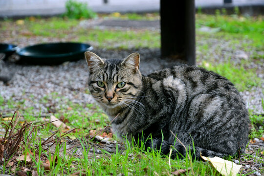 a tabby cat with a long white mustache watches closely as he is photographed