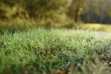 green moss on the ground