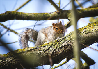 squirrel on a tree