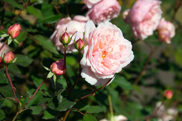 ピンク系のばら