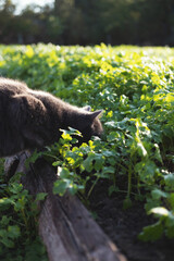 cat grass morning looks