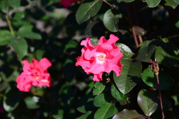 ピンク系のばら