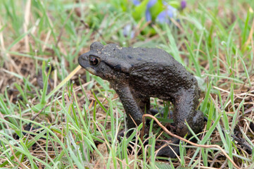Common toad or European toad  in nature on the meadow