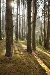 Obraz premium path in the forest
