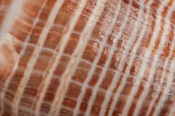 Abstract background, natural texture. A close-up seashell, selective focus.