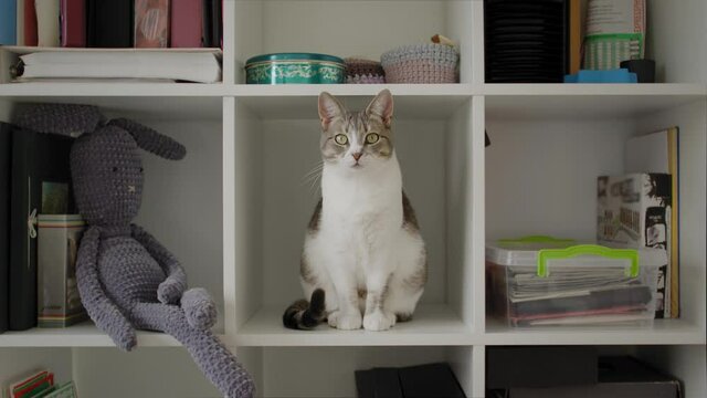 Zoom out reveal of a white american shorthaired cat sitting in a box at home and staring in the camera in a perfectly centered composition