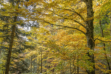 Herbstwald bei Hintergoldingen, Kanton St. Gallen, Schweiz